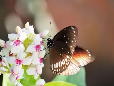butterfly on blossoms