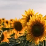 How To Make Sunflowers With Cricut