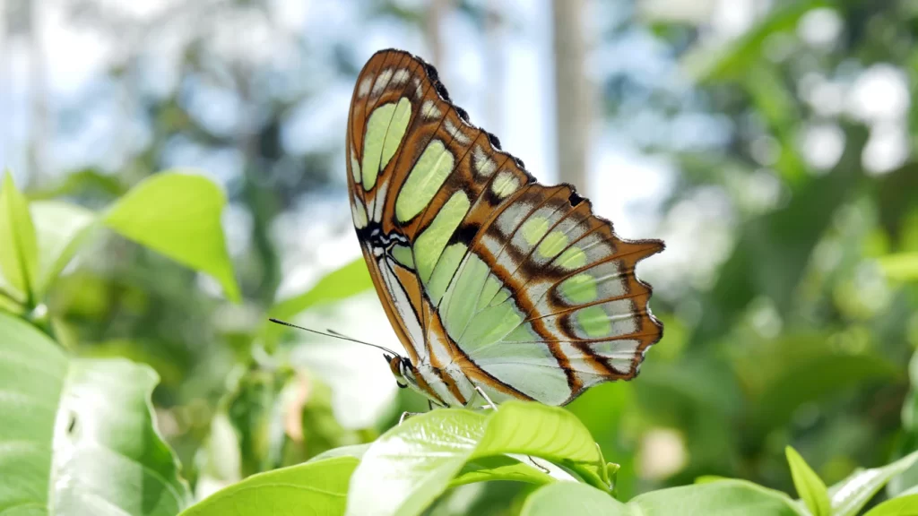 butterfly with translucent wings