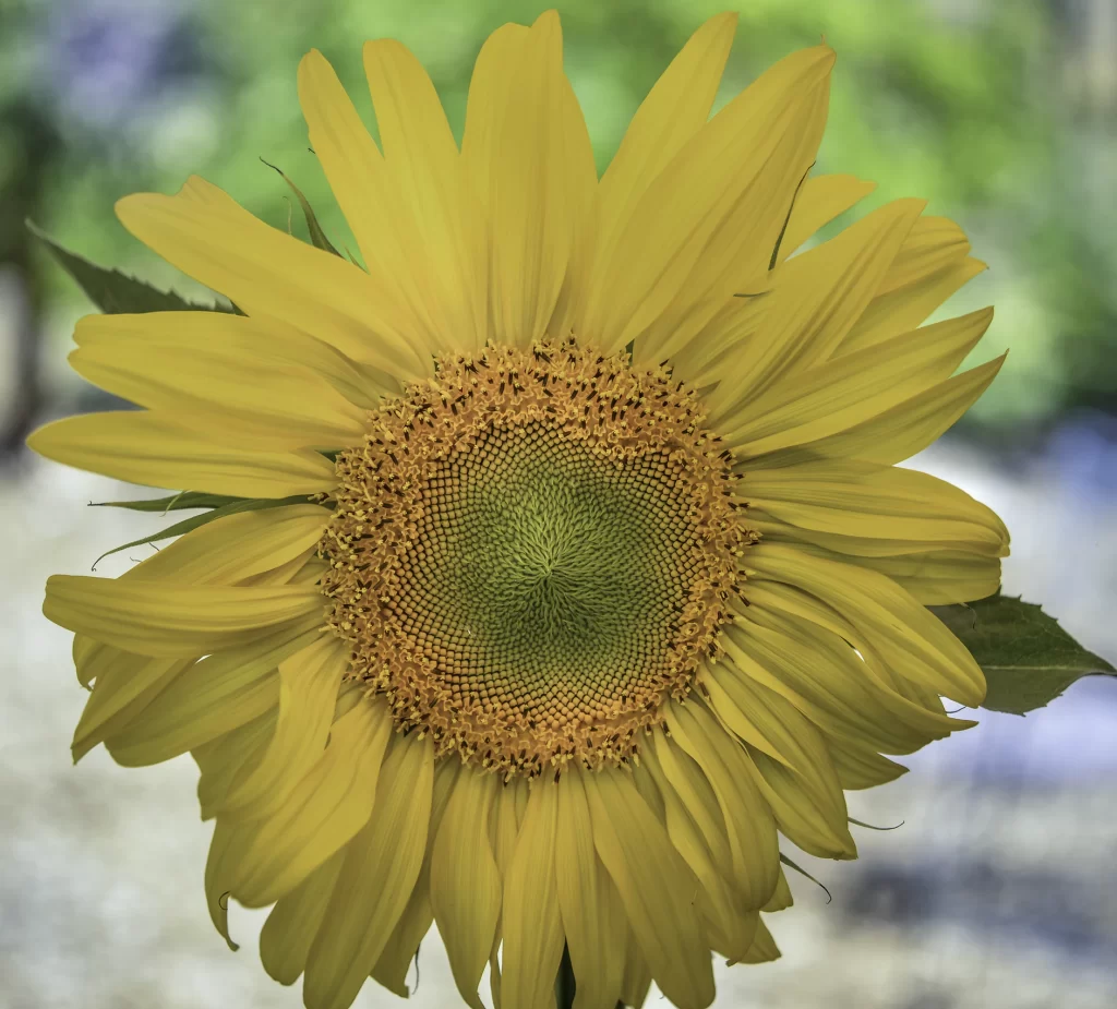 sunflower in full bloom