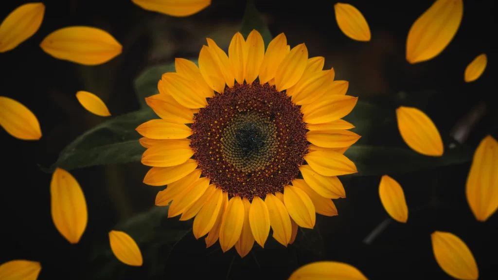 real sunflower and petals